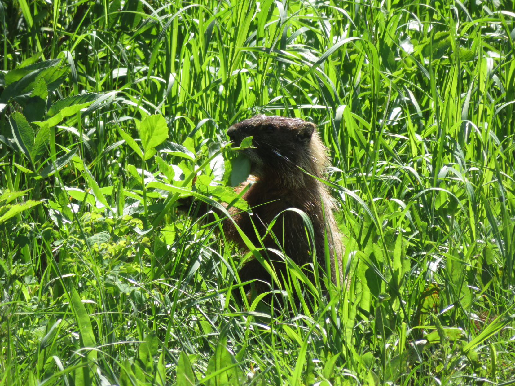 Marmot in Tetons